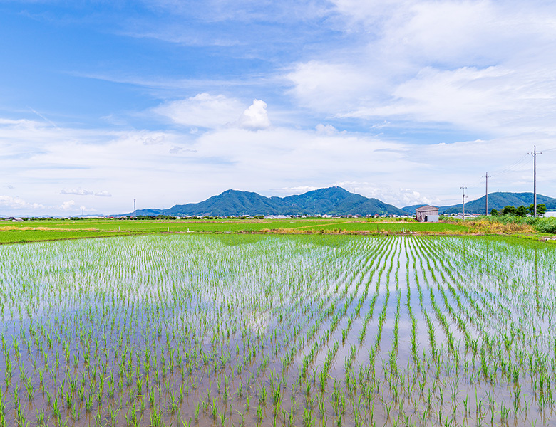 農業・灌漑分野